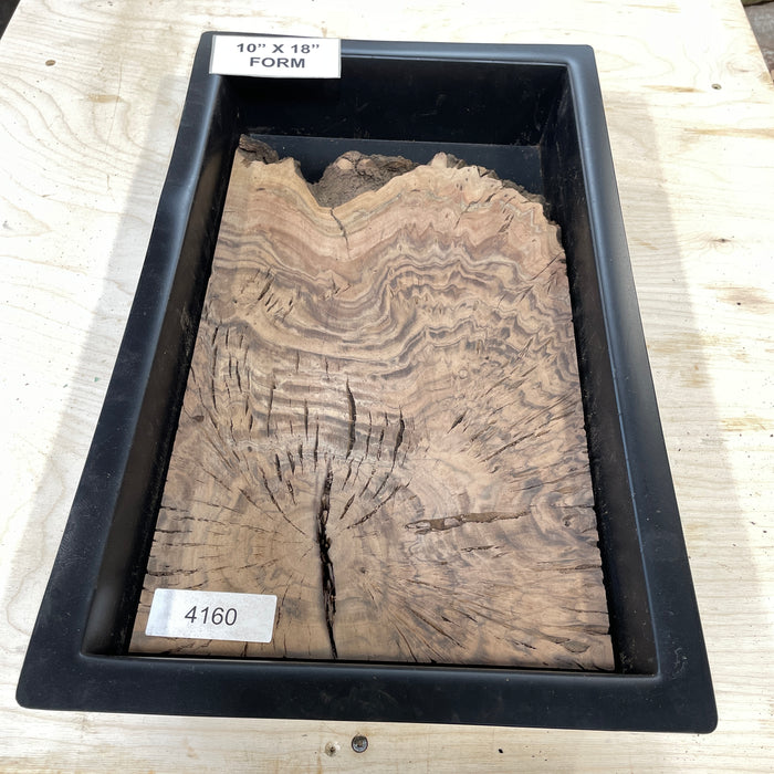 RARE Claro Walnut Burl Collection 2 (10" by 18")